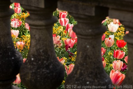 Filoli balustrade framing tulips