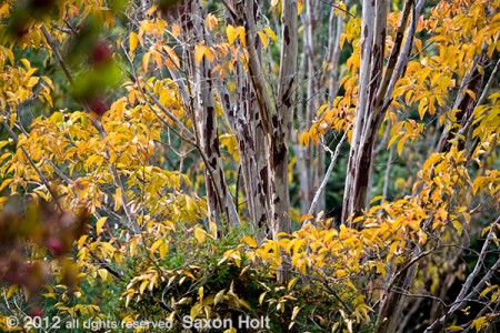 Crepe myrtle tree, Quarryhill Botanical Garden
