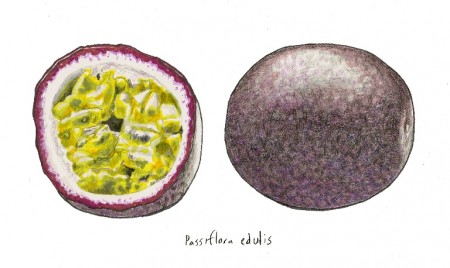 passionfruit copy-Steve Asbell