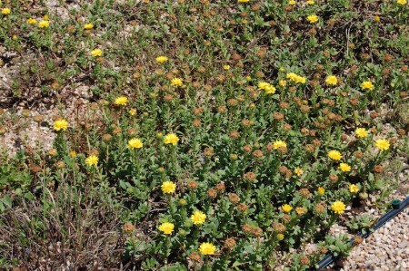 Grindelia copy