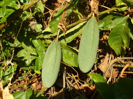 P1060626