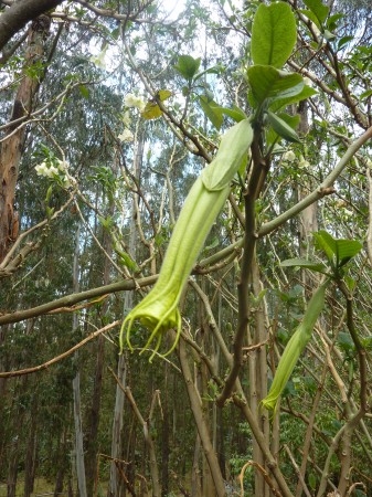 Datura