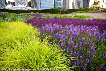 Note the three distinctive parts of this  photo:  the block of color, the buildings, and the texture of the prairie meadow.  Lurie Garden - Chicago