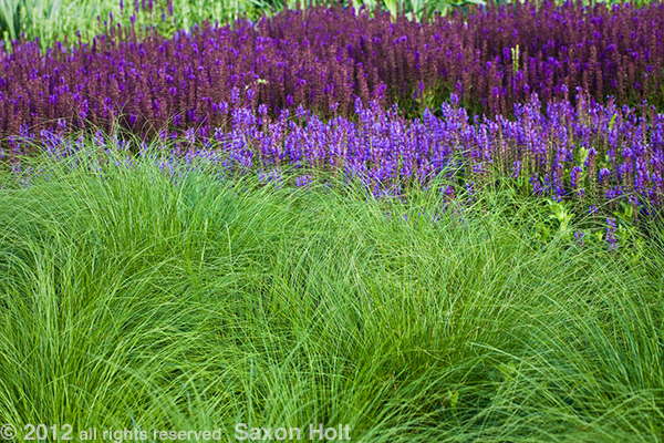 Prairie Dropseed (Sporobolus heterolepis) in Lurie garden