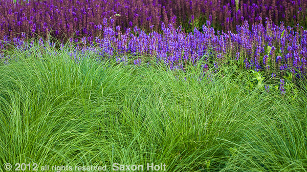Prairie Dropseed (Sporobolus heterolepis)