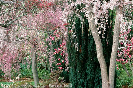 Filoli spring trees tapestry