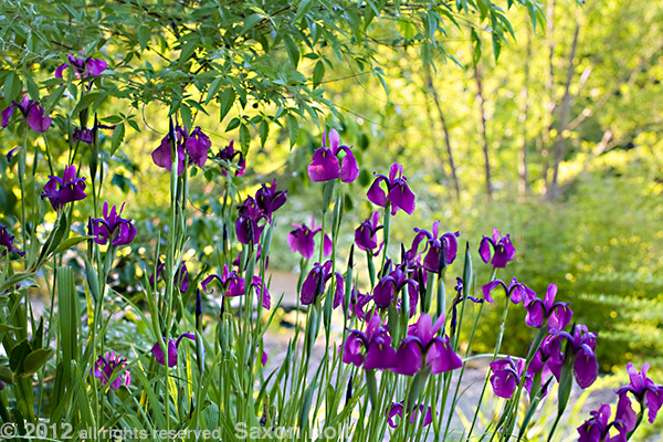 Blue iris at Quarryhill