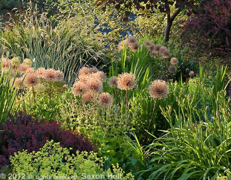 Framing the framed space of a garden into two dimensions will accent the shapes into a tapestry