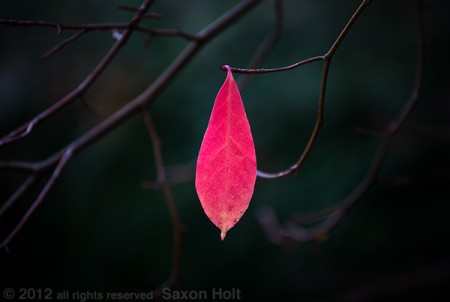 red tupelo leaf shape in negative space