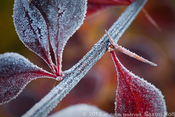 frosty leaves and negative spaces