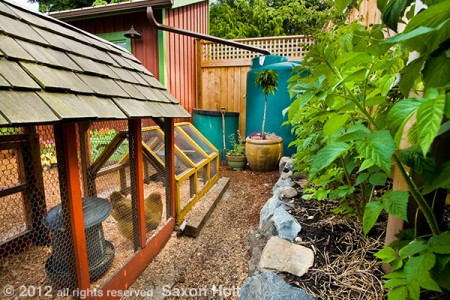 A gardener who is intrigued enough t study this photo will find all the elements of a sustainable garden - compost pile, cistern with rain gutter, chickens, berries growing in rich soil.  A non gardener is not likely to give the photo a close look.