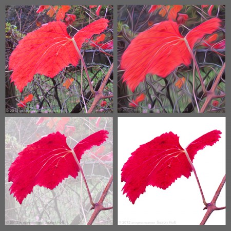With digital tools this red grape leaf in glorious color loses its context on my back fence.  Is it still a garden photo ?