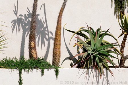 This photo of tall succulents in a narrow bed against a white stucco wall was taken in bright sun to accent the shadows.  The intriguing composition is meant to provoke thinking about plant design and sun light.