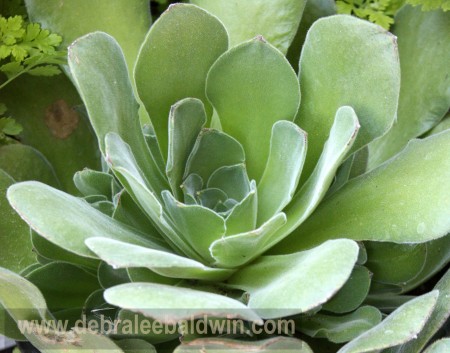 Aeonium canariense