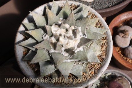 Ariocarpus