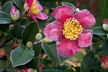 holt_995_0642.CR2