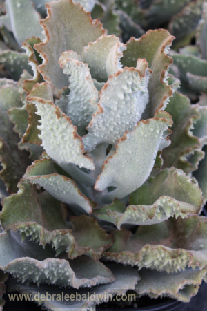 K beharensis 'Fang'