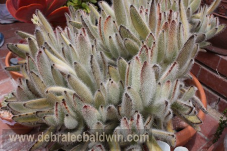 K tomentosa