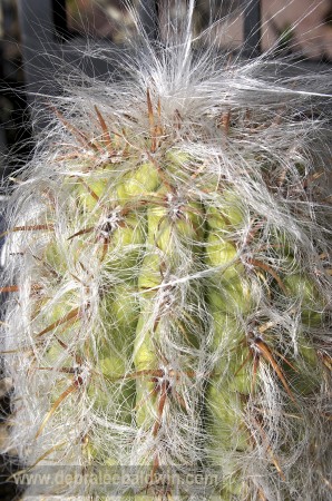 Oreocereus celsianus