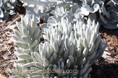 Senecio herrianus