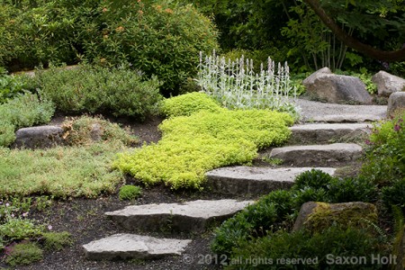 stone steps thru groundcover garden