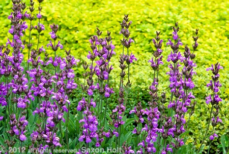 Flowering sage, Salvia officinalis,  in herb garden with Golden Oregano