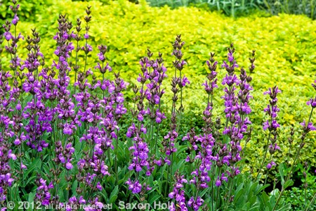 Original crop of Salvia photo