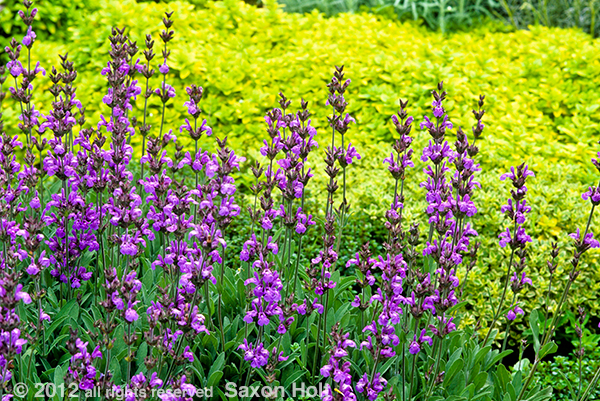 holt_732-253.tif