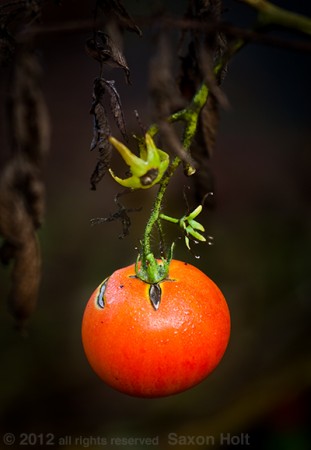 The Last Tomato