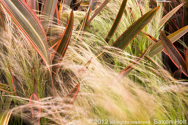 soft grass and spikey phormium