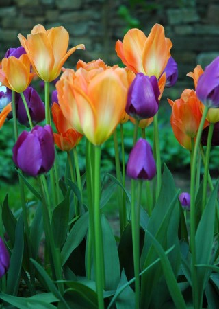 purple and orange tulips. vertical close up