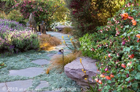 Stone seat by path with flowering maple