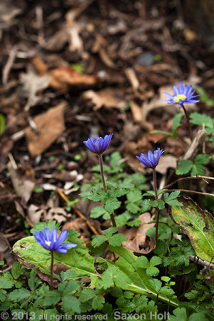 View looking down on Grecian Windflowers