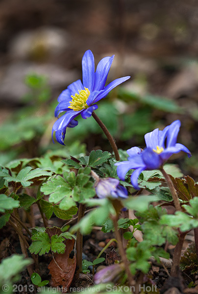 Grecian Windflowers emerging in spring garden