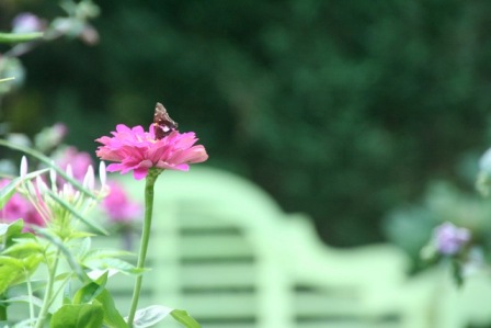 Photo Courtesy of Gardening With Confidence