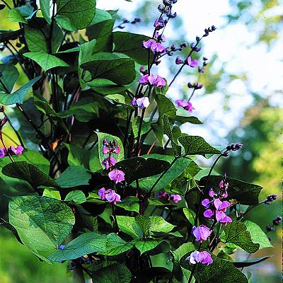 Hyacinth Bean 'Ruby Moon' Photo Courtesy of Select Seeds