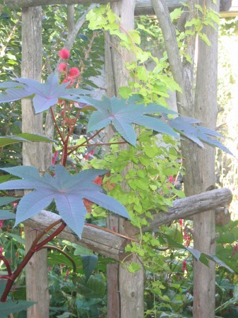Ricinus Photo - Fran Sorin