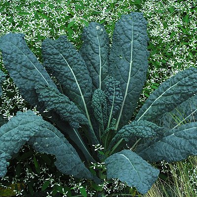 Kale 'Nero de Toscana (Organic). Photo is courtesy of Select Seeds.