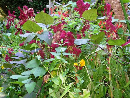 Amaranths in Sorin garden Photo Courtesy of Fran Sorin