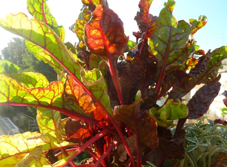 Rhubarb Chard Photo Courtesy of Fran Sorin