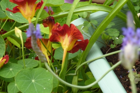 Nasturtium 'Empress of India' Photo Courtesy of Fran Sorin