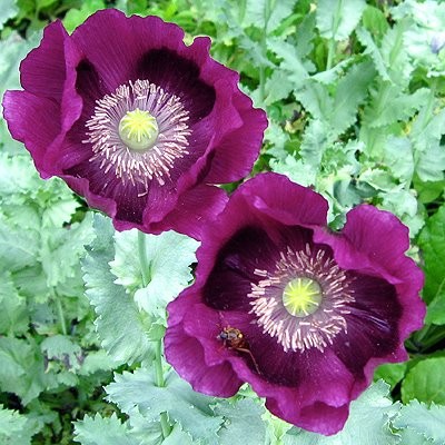 Poppy 'Laurens Grape'. Photo Courtesy of Select Seeds.
