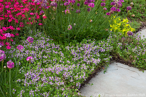 flowering thyme as groundcover by path flowering thyme as groundcover by path