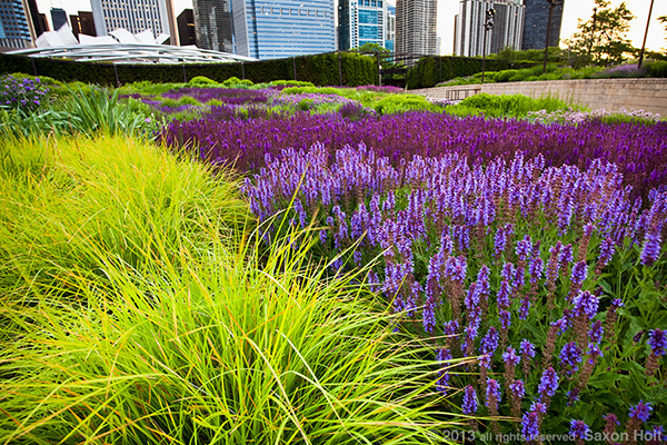 lurie meadow at millenium park lurie meadow at millenium park