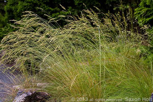 Festuca valesiaca, Wallis fescue against dark background.