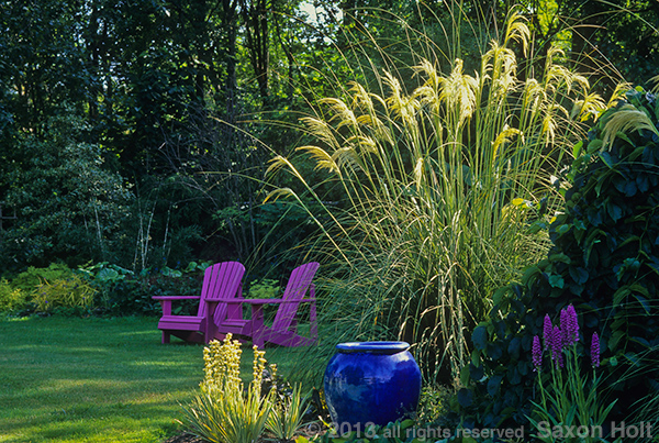 Toe Toe Grass in the garden of Linda Cochran