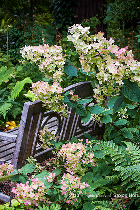Hydrangea paniculata flowering shrub in O'Byrne Garden Hydrangea paniculata flowering shrub by wooden bench in O'Byrne Garden