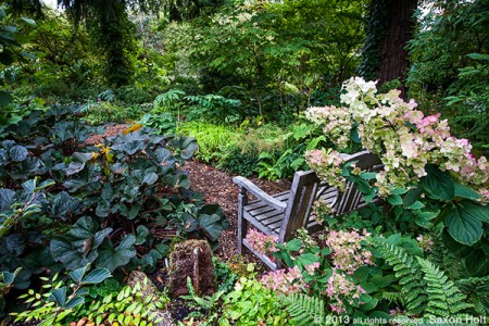 woodland garden, O'Byrne