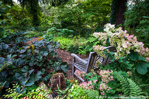 woodland garden, O'Byrne woodland garden, O'Byrne
