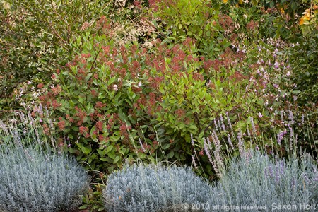 drought tolerant shrub border with ceanothus marie simon